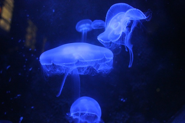Túžite po nesmrteľnosti? Vedci objavili medúzu, ktorá sa sama omladzuje.