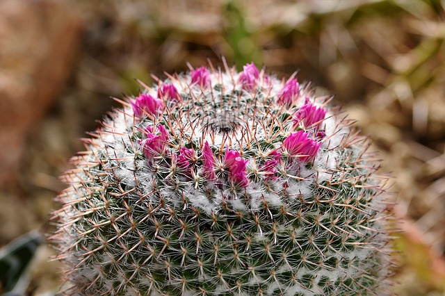 Aby vaše kaktusy v zdraví prežili zimu aj zvyšok roka